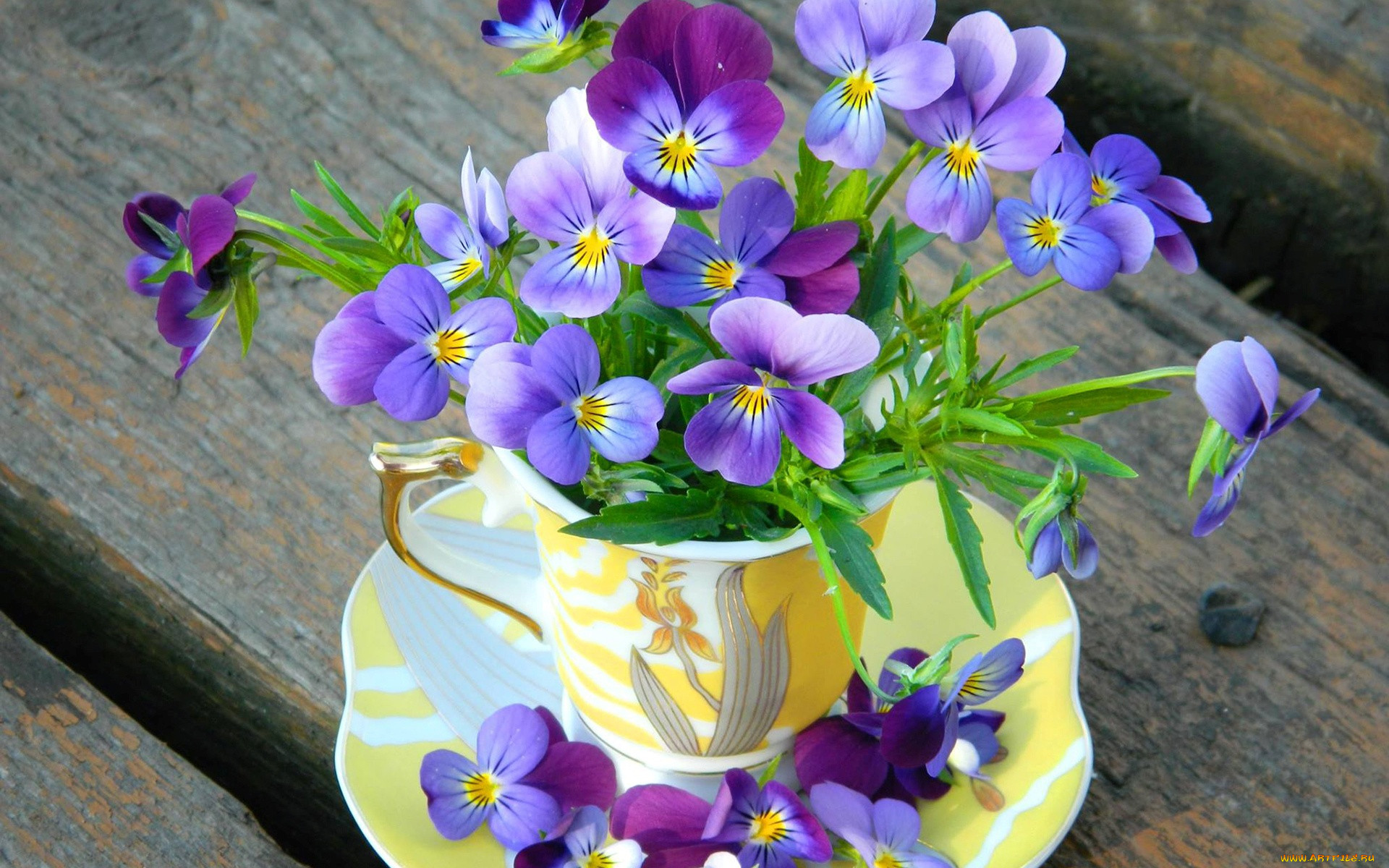 ,   ,  , flowers, , cup, , violet, , 
